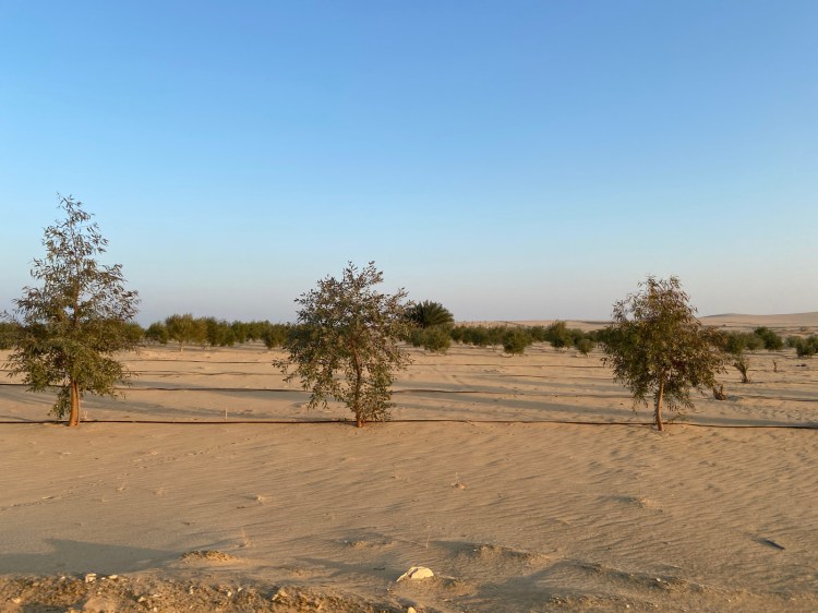 Olive Trees in the Desert